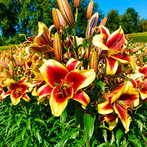 Лилия ОТ-гибрид Флавия