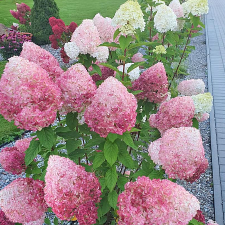 Фото Гортензия метельчатая Пинк энд роуз