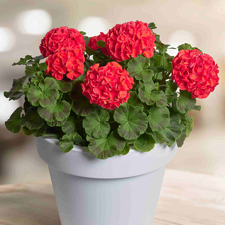 Фото Герань Прекрасные славянки Гизела