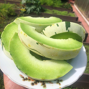 Дыня Фестиваль зелёный F1