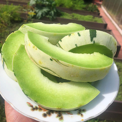 Дыня Фестиваль зелёный F1