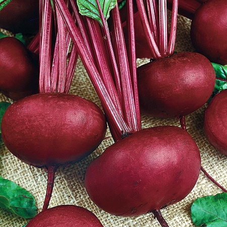 Фото Свёкла Изабелла F1