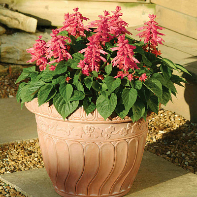 Сальвия Хотблум роуз