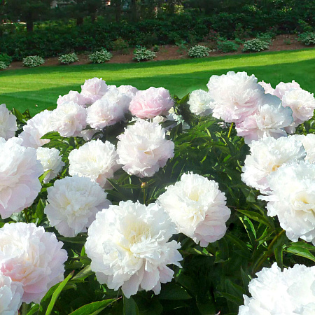 Фото Пион Ширли темпл