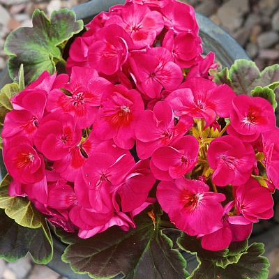 Герань Буллз ай Вишнёвый