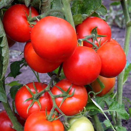 Фото Помидор Кондор F1
