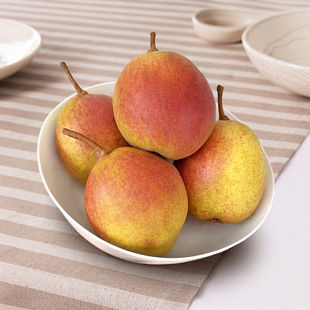 Фото Груша Розовый бочонок