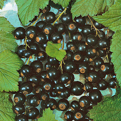 Смородина Селеченская-2