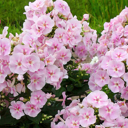 Фото Флокс метельчатый Юник Биколор