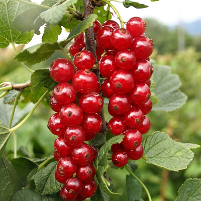 Смородина Ильинка