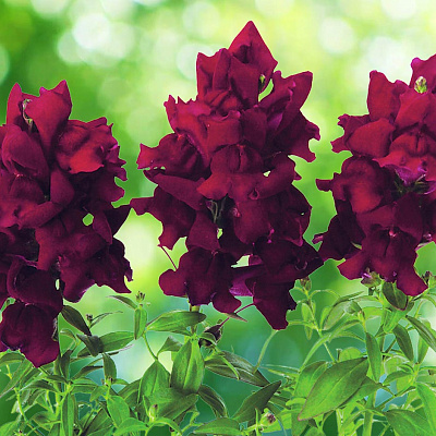 Львиный зев Снэпшот Бургунди