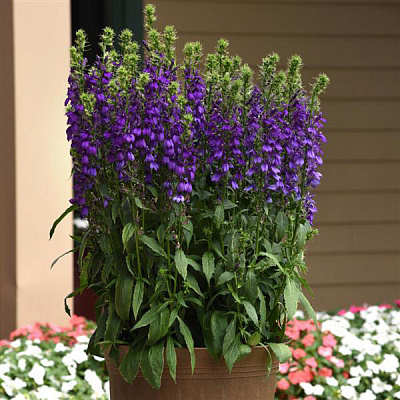 Лобелия Старшип блю