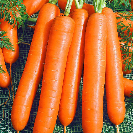 Фото Морковь Элеганс F1 0,5гр