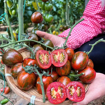 Помидор Зебра F1