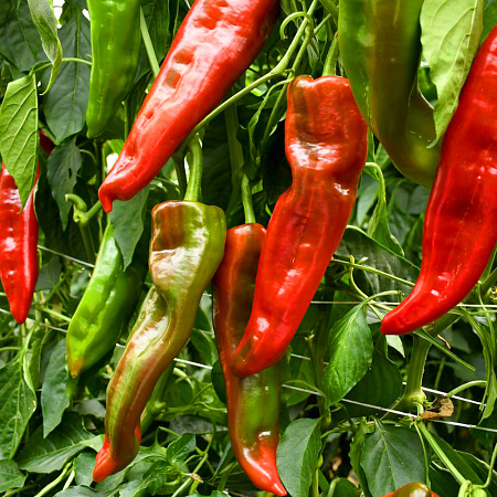 Фото Перец сладкий Саурон F1