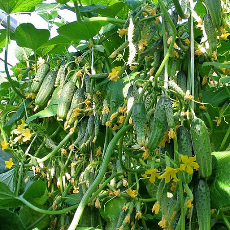 Фото Огурец Колибри