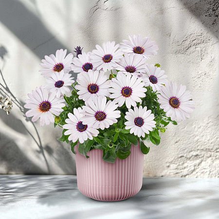 Фото Остеоспермум Санни Феликс