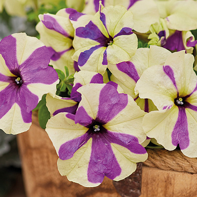 Петуния Шейк грейпберри