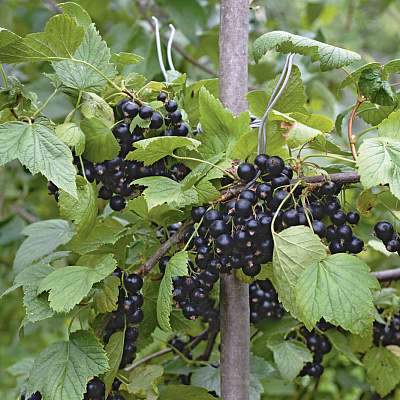 Смородина Добрыня