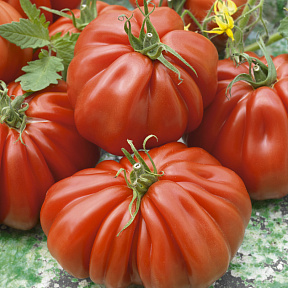 Помидор Ругантино