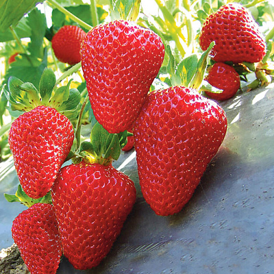 Земляника садовая Сан-Андреас