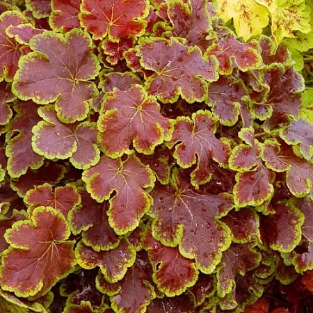 Фото Гейхерелла гибридная Солар Эклипс