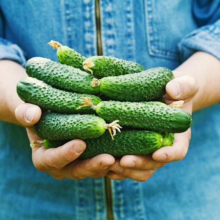 Фото Огурец Гилрой F1