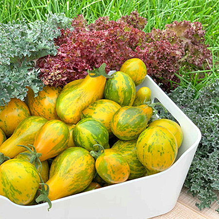 Фото Помидор Сивка-бурка