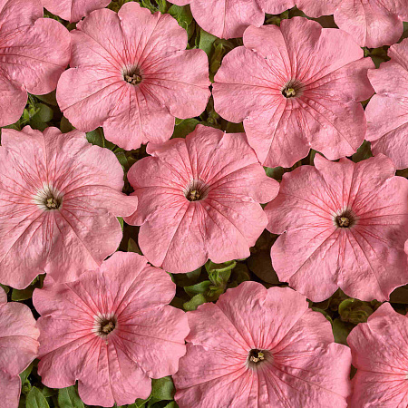 Фото Петуния многоцветковая Иветта