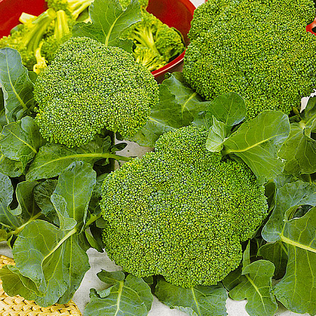 Фото Капуста брокколи Лорд F1