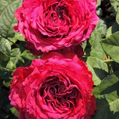 Роза флорибунда Четырёх ветров