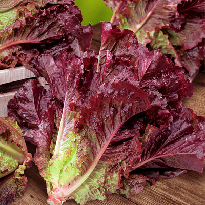 Салат Туринус листовой 10шт