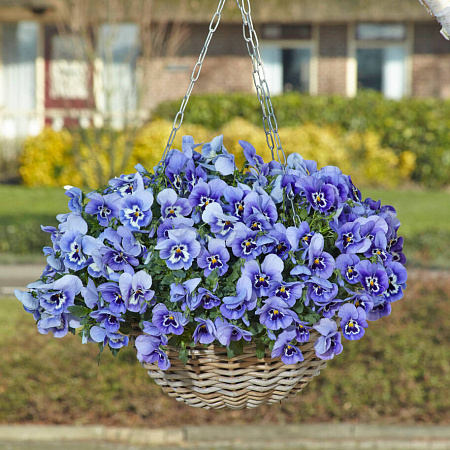 Фото Виола ампельная Топ Вэйф Марина