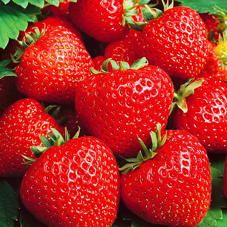 Фото Земляника садовая Сальса