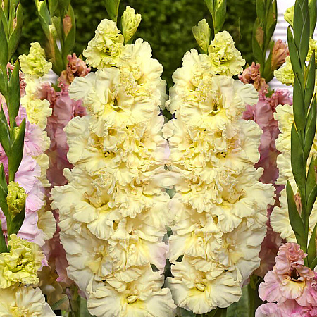 Фото Гладиолус Свит Кристал