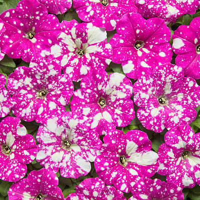 Петуния Млечный путь Насыщенно-розовая