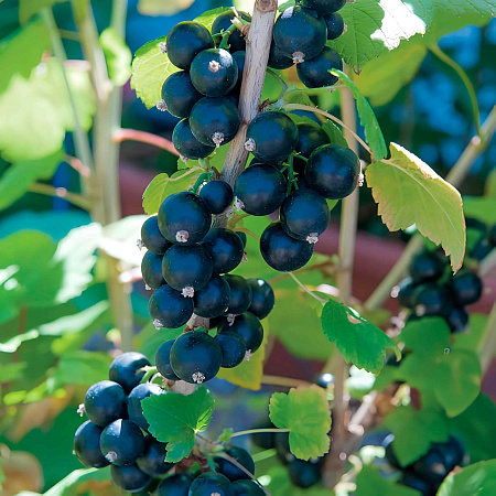 Фото Смородина черная Глариоза