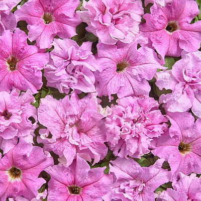 Петуния Мир чудо