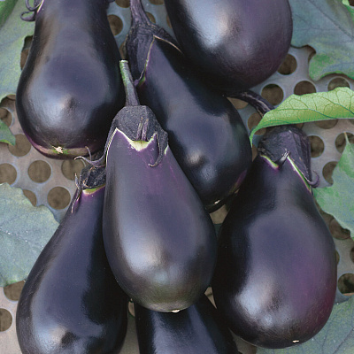 Баклажан Одиссей F1