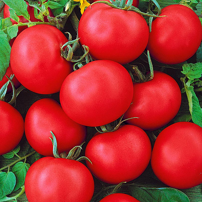 Помидор Прохор F1