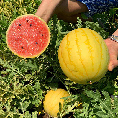 Арбуз Конничива F1