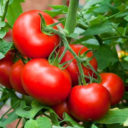 Фото Помидор Рекорд F1