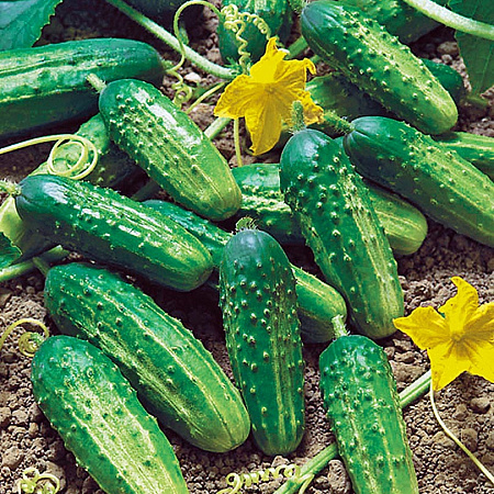 Фото Огурец Аякс F1