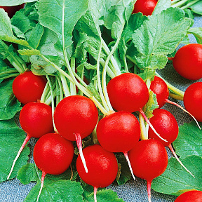 Редис Глориет F1 1гр