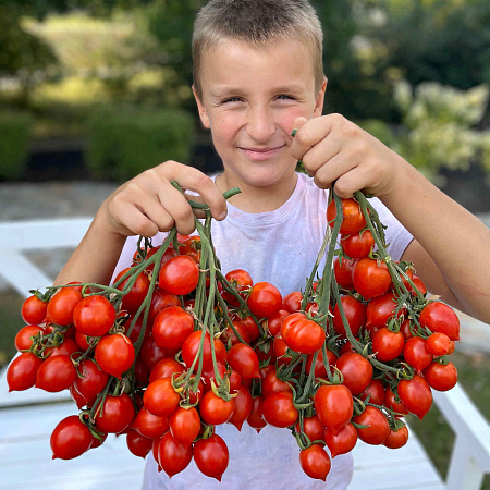 Фото Помидор Купидон