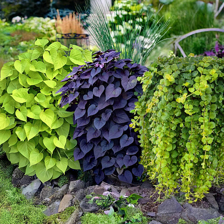 Фото Набор лиан