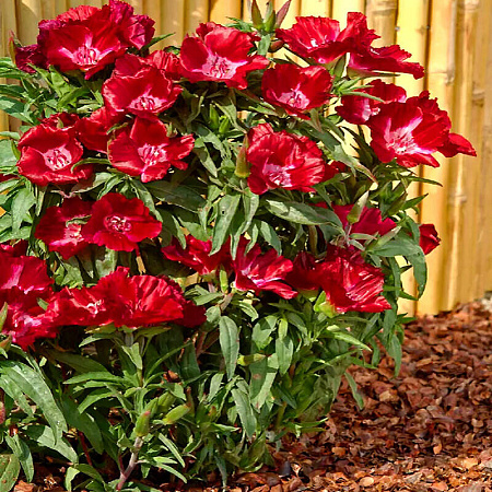 Фото Годеция азалиецветная Метеор