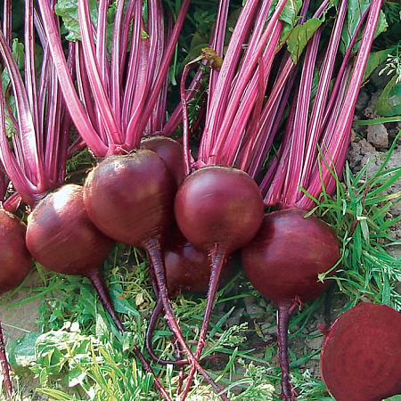 Фото Свёкла Цеппо F1