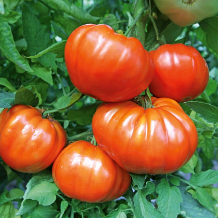 Фото Помидор Вожак F1