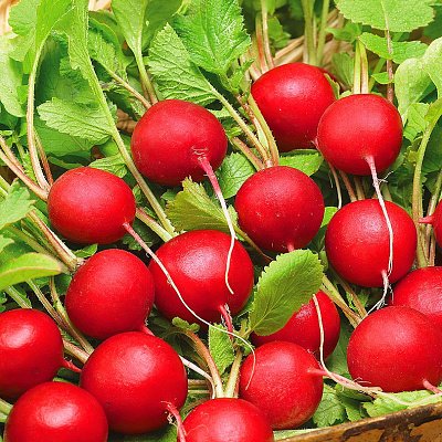 Редис Селеста F1